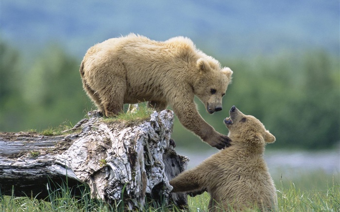 Two bears playing game Wallpapers Pictures Photos Images