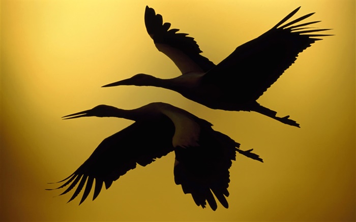 Two birds flying, sunset Wallpapers Pictures Photos Images