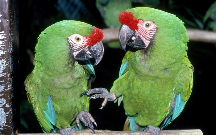 Two green parrots close-up Wallpapers Pictures Photos Images