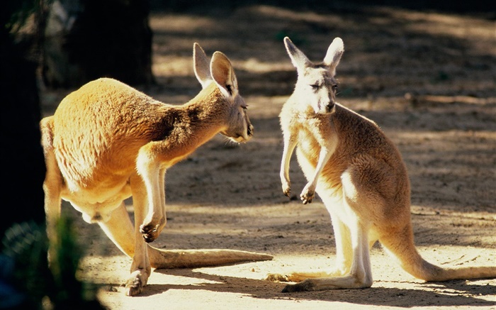 Two kangaroo, Australia Wallpapers Pictures Photos Images