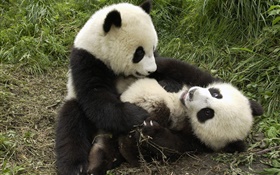 Two pandas playing game HD wallpaper