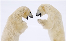 Two polar bears face to face