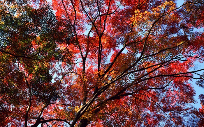 Under the tree to see sky, red leaves, maple, autumn Wallpapers Pictures Photos Images