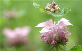 Unknown pink flower, bokeh HD wallpaper