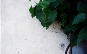 Unripe green grapes, green leaves