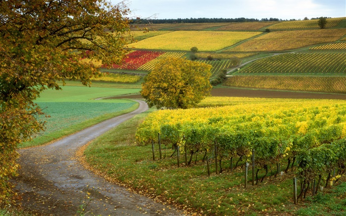 Vineyards, farms, autumn Wallpapers Pictures Photos Images