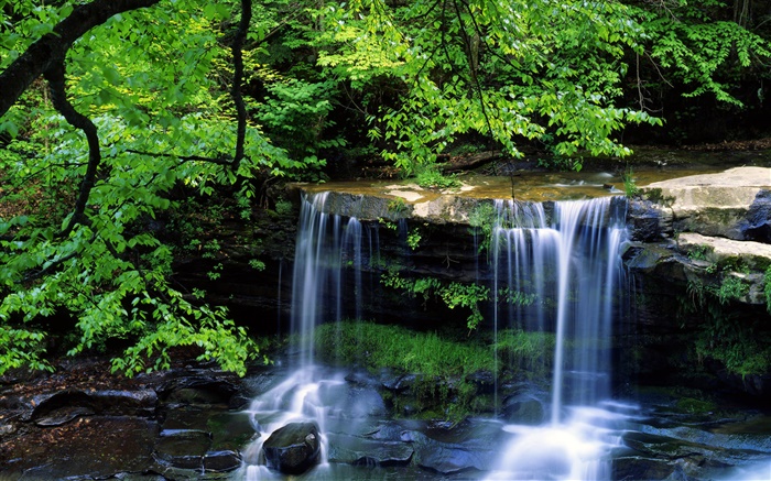 Waterfall, creek, trees, twigs, green leaves Wallpapers Pictures Photos Images