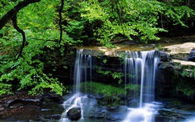 Waterfall, creek, trees, twigs, green leaves