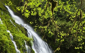 Waterfall, twigs, leaves, grass HD wallpaper