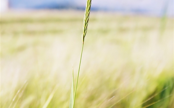 Wheat close-up, farm field, bokeh Wallpapers Pictures Photos Images