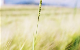 Wheat close-up, farm field, bokeh