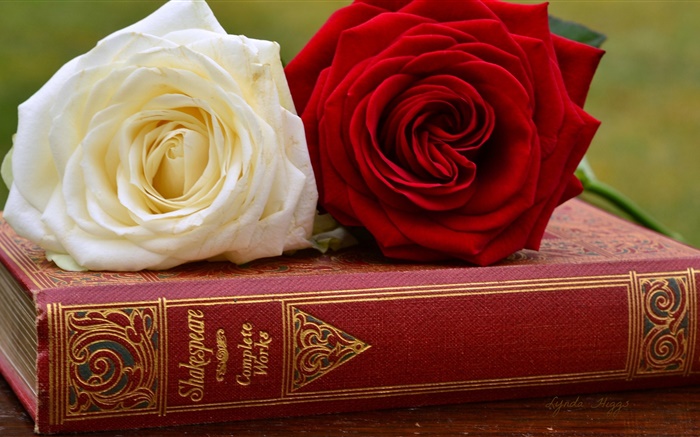 White and red rose flowers, book Wallpapers Pictures Photos Images