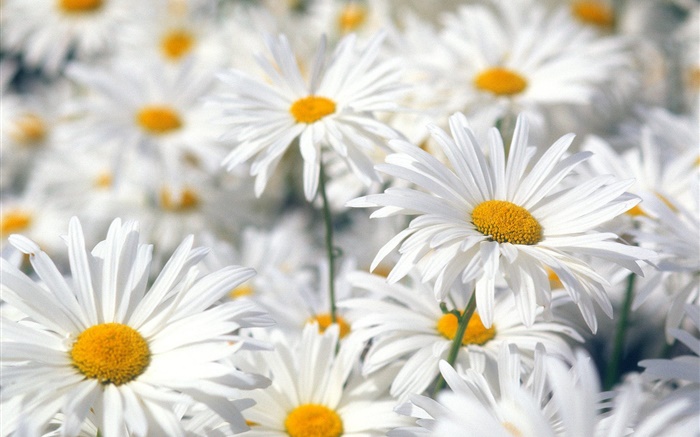 White daisy flowers close-up Wallpapers Pictures Photos Images