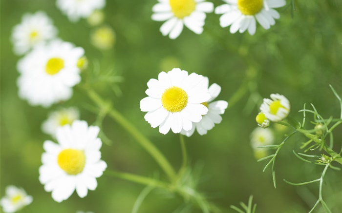 White daisy flowers, wildflowers Wallpapers Pictures Photos Images