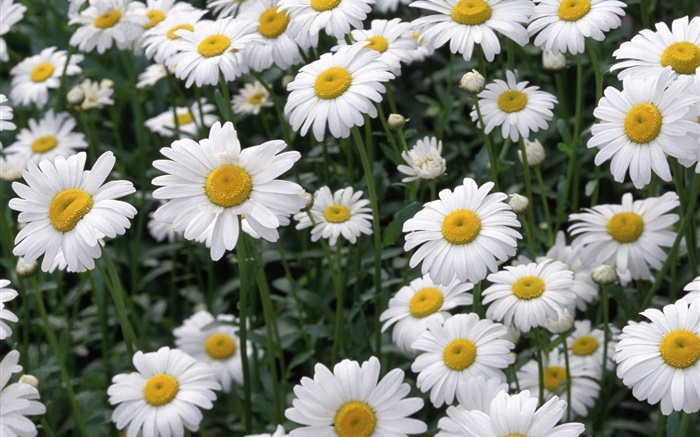 White daisy flowers Wallpapers Pictures Photos Images