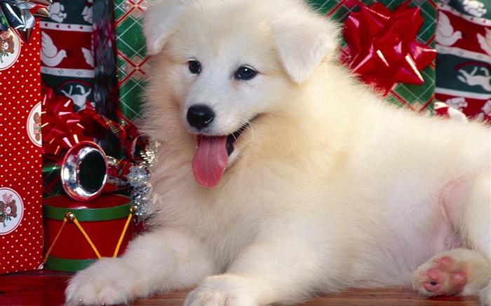 White dog, Christmas Wallpapers Pictures Photos Images