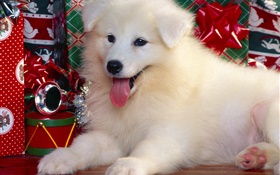White dog, Christmas HD wallpaper