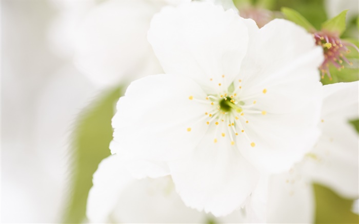 White flower close-up, petals, blur Wallpapers Pictures Photos Images