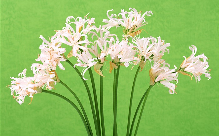 White flowers, bouquet, green background Wallpapers Pictures Photos Images