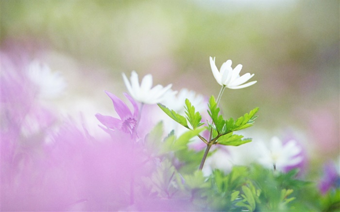 White flowers, green leaves, bokeh Wallpapers Pictures Photos Images