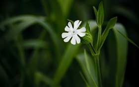 White little flower close-up, green background