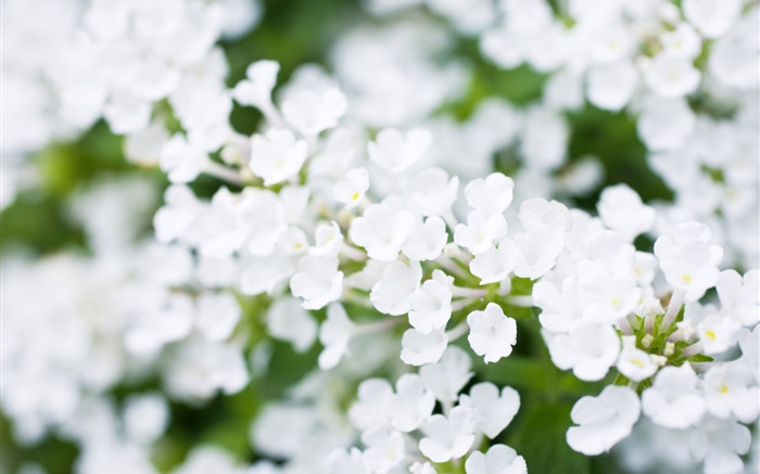 White little flowers, bokeh, spring Wallpapers Pictures Photos Images