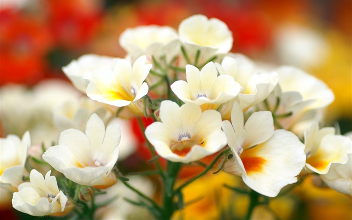 White petals flowers, bokeh Wallpapers Pictures Photos Images