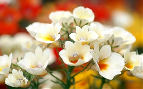 White petals flowers, bokeh