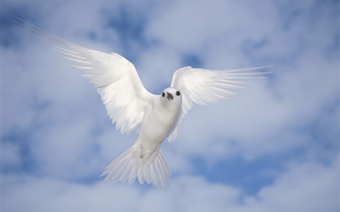 White pigeon flying, wings Wallpapers Pictures Photos Images