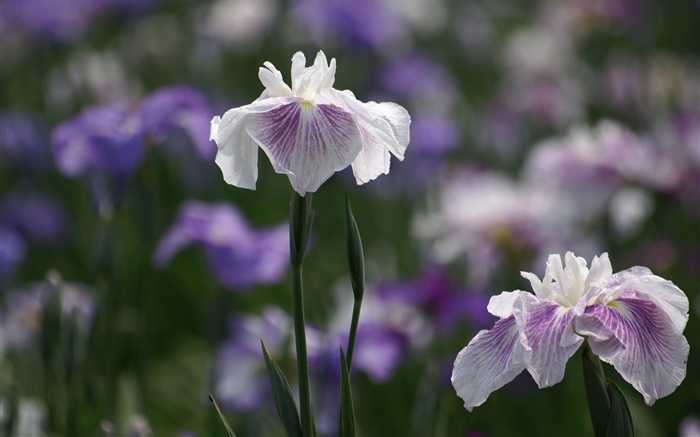 White purple petals flowers, bokeh Wallpapers Pictures Photos Images