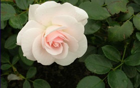 White rose flower HD wallpaper
