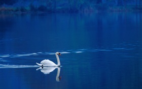 White swan in the lake