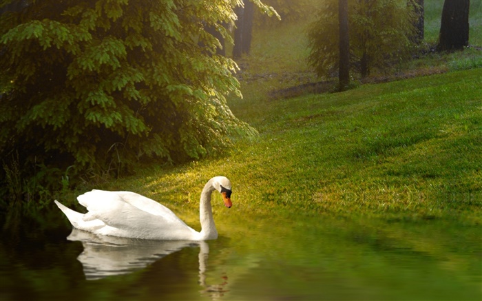 White swan, pond, grass, slope Wallpapers Pictures Photos Images