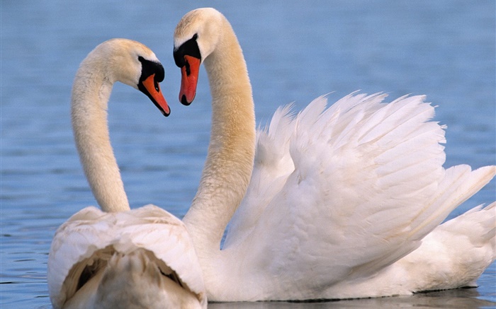 White swans couple Wallpapers Pictures Photos Images