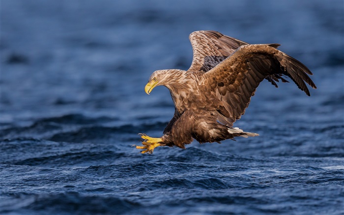 White-tailed eagle, hawk, predator, wings, water Wallpapers Pictures Photos Images