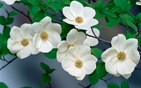 White wildflowers close-up HD wallpaper