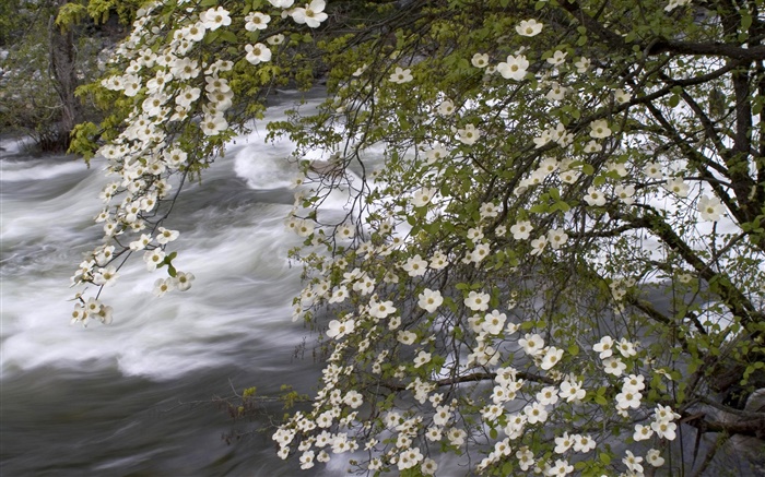 White wildflowers, river, nature scenery Wallpapers Pictures Photos Images