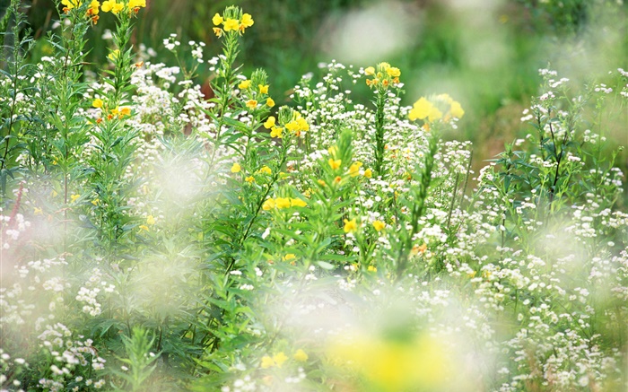 White yellow wildflowers, bokeh Wallpapers Pictures Photos Images