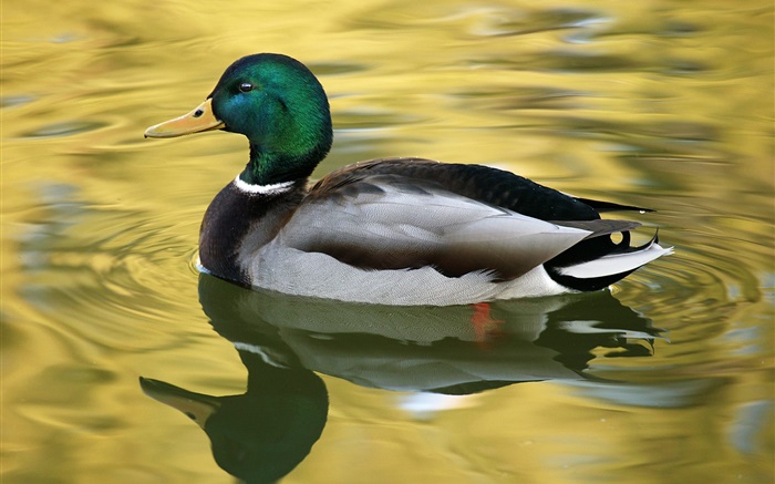 Wild duck, water Wallpapers Pictures Photos Images