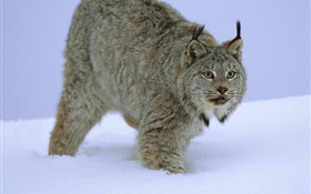 Wildcat in the snow