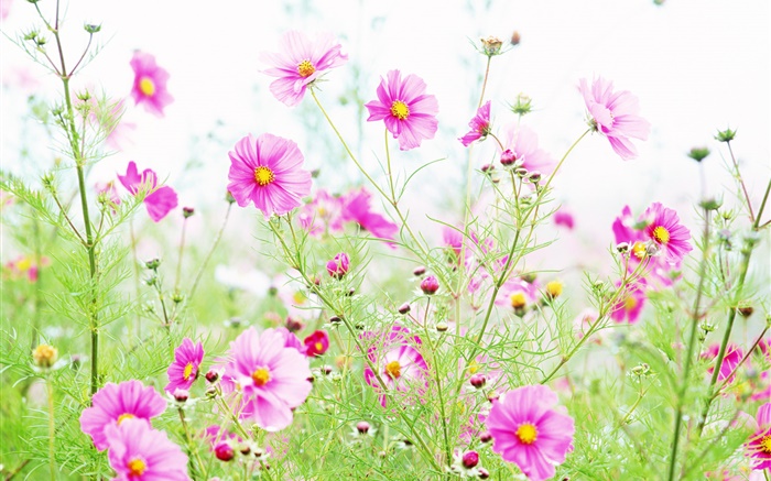 Wildflowers, pink kosmeya flowers Wallpapers Pictures Photos Images