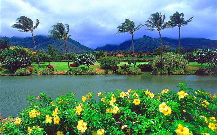 Wind, trees, flowers, mountains, clouds, Hawaii, USA Wallpapers Pictures Photos Images