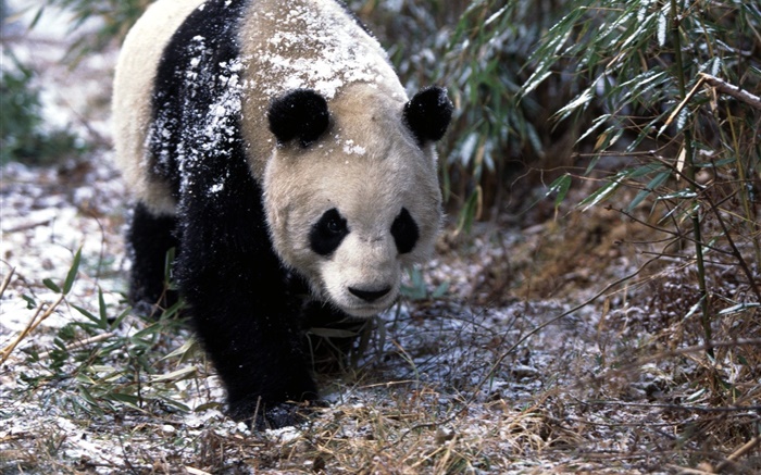 Winter, panda, walk Wallpapers Pictures Photos Images