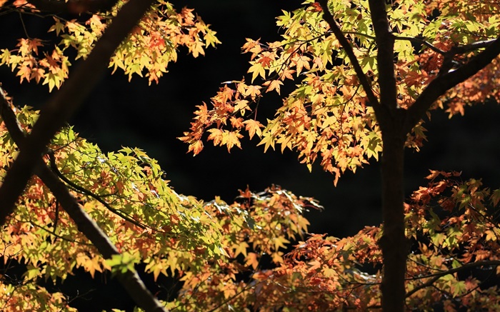 Yellow and green leaves, maple tree, sunshine, autumn Wallpapers Pictures Photos Images