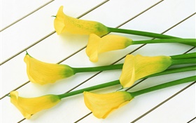 Yellow calla flowers