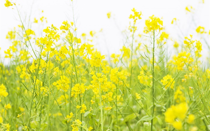 Yellow canola flower Wallpapers Pictures Photos Images