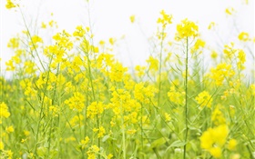 Yellow canola flower HD wallpaper