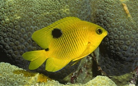 Yellow clown fish