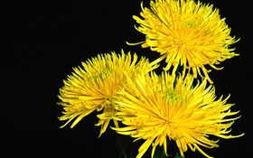 Yellow daisy close-up, black background