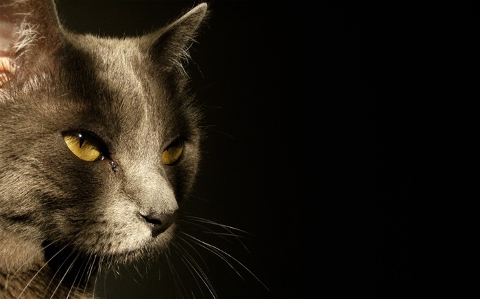 Yellow eyes cat face, black background Wallpapers Pictures Photos Images